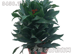 <strong>植物太阳神的养殖方法(植物多肉怎么养殖</strong>