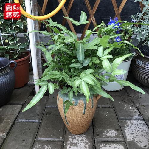 组合盆栽植物(组合盆栽植物种类)