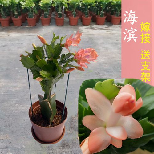 什么植物能架接蟹爪兰(架接蟹爪兰用什么