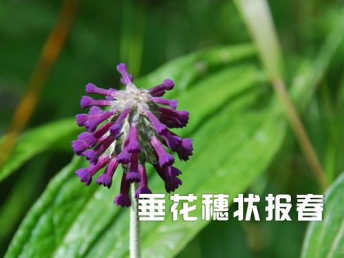 <strong>穗状叶子植物(穗状花系植物)</strong>