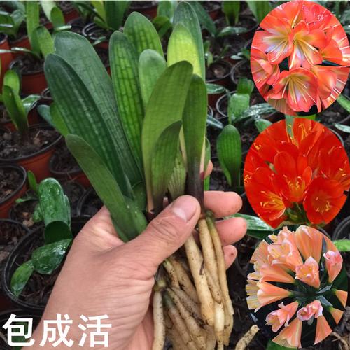 植物杀菌王能喷君子兰吗