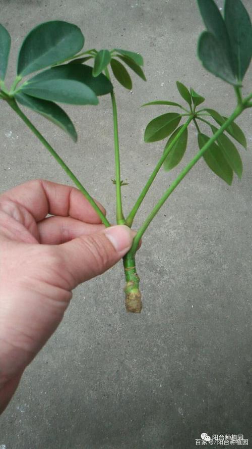 植物打尖注意事