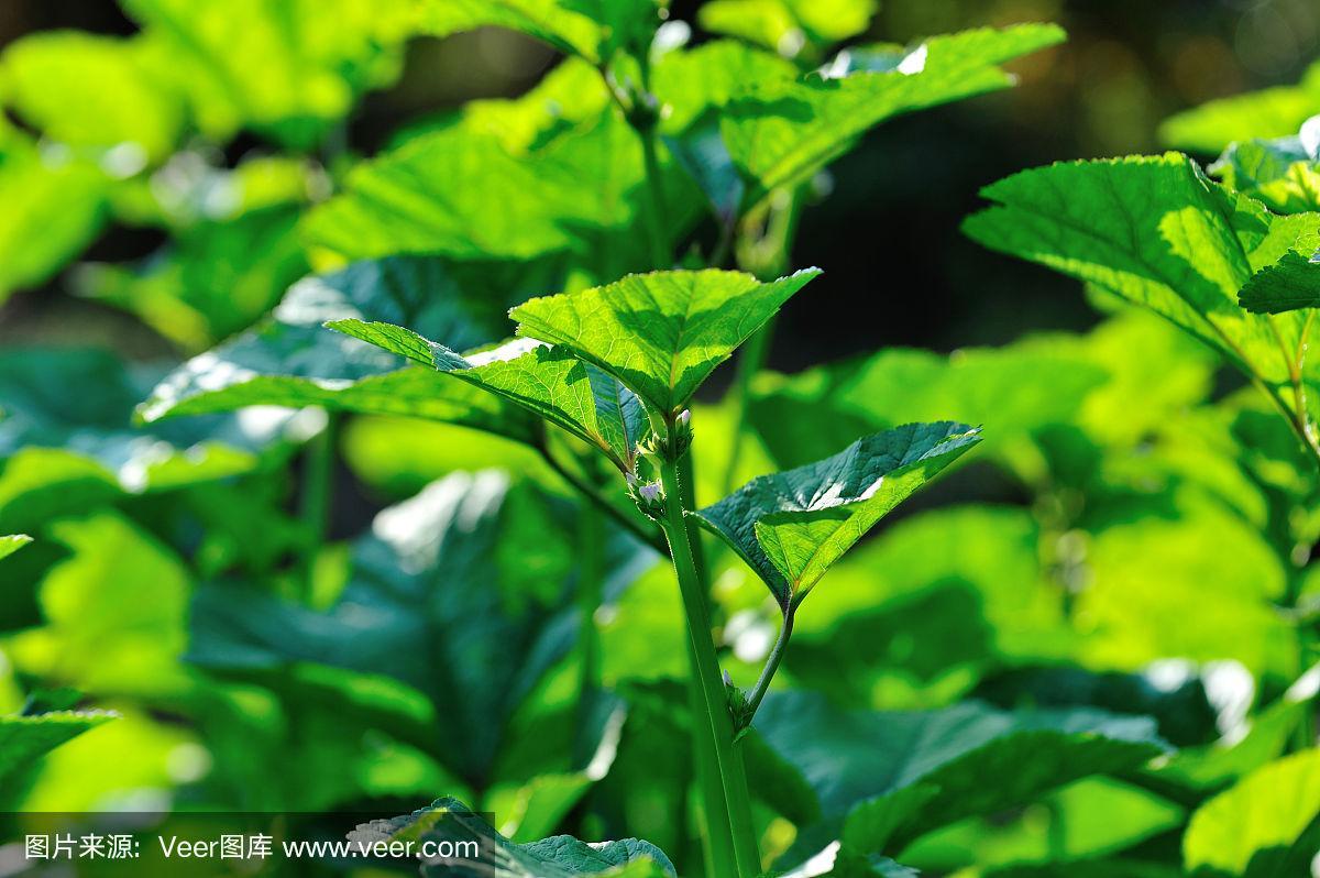 东北冬天绿色的植物(东北的冬天有绿色的植物吗