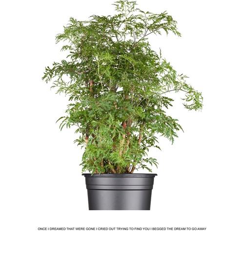 福禄寿植物养殖(代表福禄寿喜的植物)