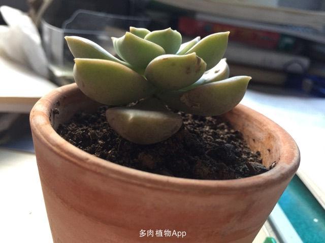 蓝石莲多肉植物叶子根部黑色(多肉植物蓝