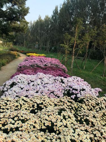 南京宿根花卉植物园有限公司(南京宿根花卉植物