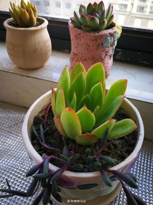 怎么辨别多肉植物(多肉植物怎么种植)