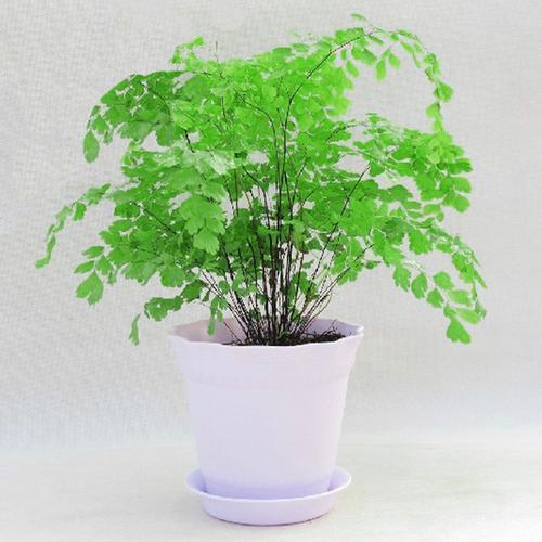 中型盆栽植物(中型盆栽植物有哪些)