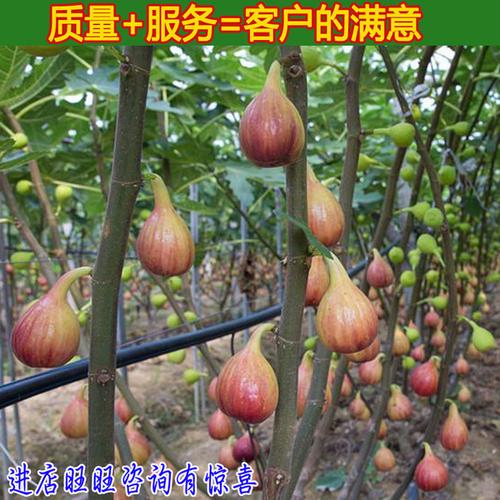 临沂成鹏苗木无花果视频(临沂成鹏苗木怎样购买