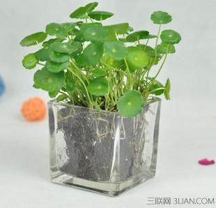 水培植物欣赏(室内水培植物哪种好)