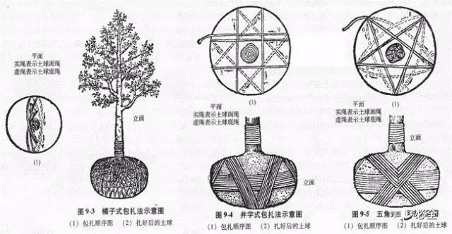 苗木反季节移植土球大小规定