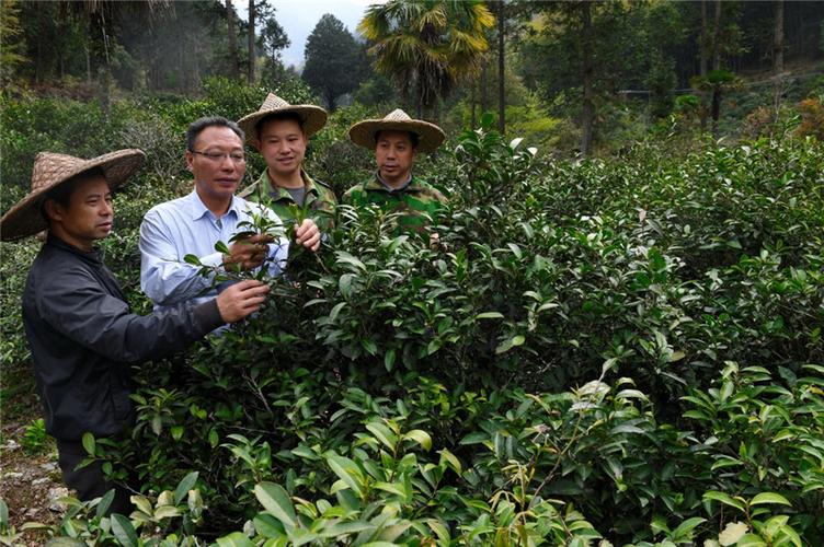 茶园可栽种什么植物(沙地栽种植物能什么)