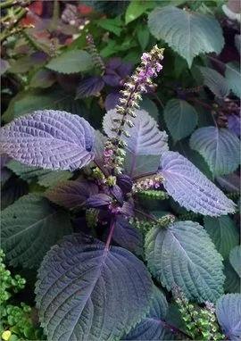 草本植物名词解释(一年生草本植物名词解释)