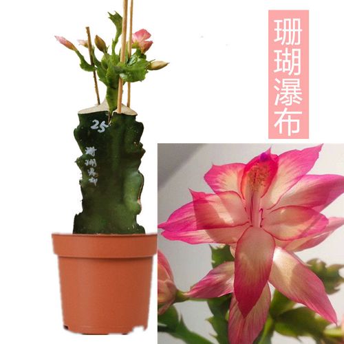 草本植物最容易嫁接(草本植物如何嫁接)