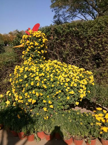 菊花是长日照植物吗(菊花是长日照还是短