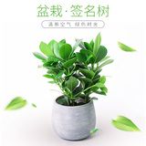 萝科类的植物怎么养(济类植物是怎么传播