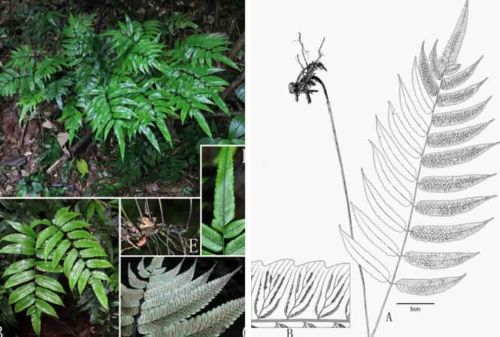 蕨类植物分类(蕨类植物分类鉴定的主要依据是