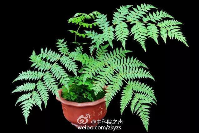 蕨类植物品种(蕨类植物有哪些)