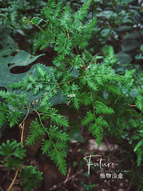 蕨类植物的养殖(蕨类植物适合室内养殖吗)