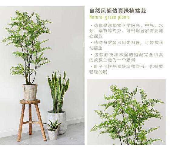 蕨类植物适合养家里吗(适合北方养的蕨类植物