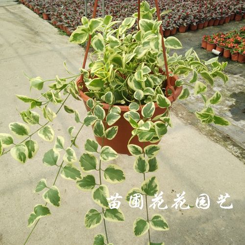 藤掌类植物什么经济价值最高