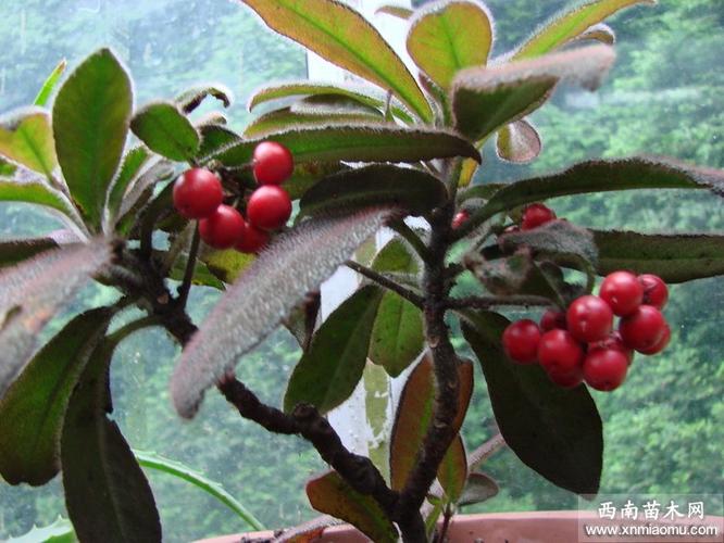 虎舌红中国植物(虎舌红是多年生植物吗)