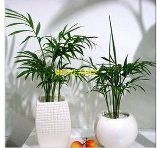 <b>观赏植物椰子(观赏植物椰子树)</b>