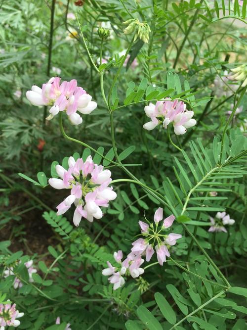 豆科植物花的类型(豆科植物的雄蕊群类型是)