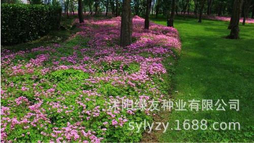 贵州草花苗木草坪批发(青州草花苗木批发基地