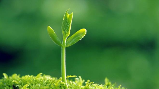 趣味植物ppt(趣味植物小百科好词好句)