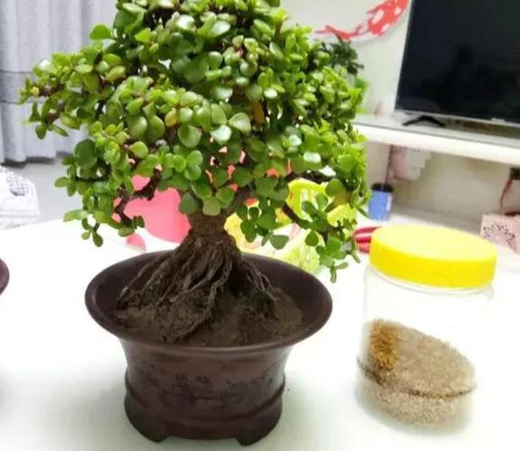 适宜冬季修剪的植物是(冬季植物修剪方法)