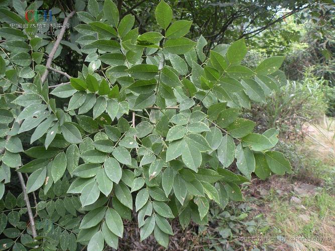 野生槐科植物灌木(灌木科植物有哪些)