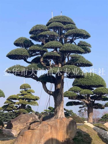 金华周家村苗木基地(浙江金华桂花苗木基地)