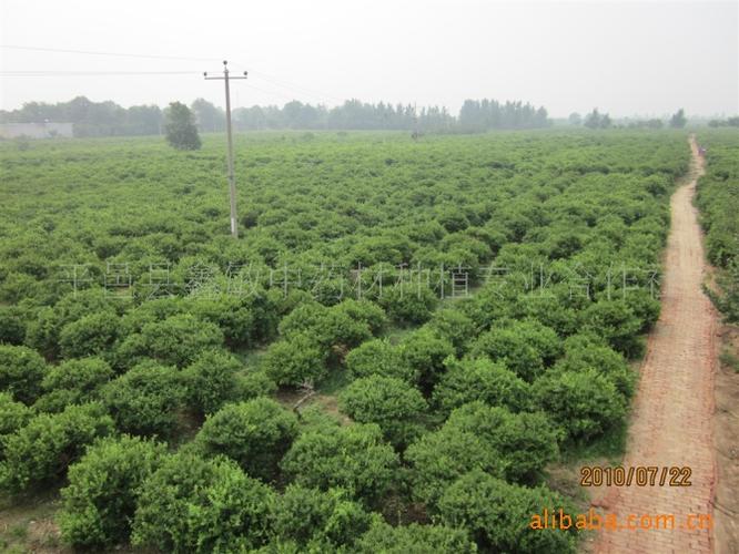 金银花苗木繁育基地(正规葡萄苗木繁育基地)