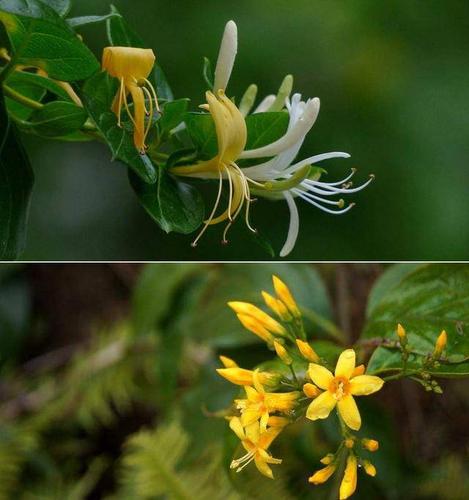 银花是什么植物(银花是什么意思)