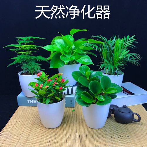 阳光照不到植物发财柯