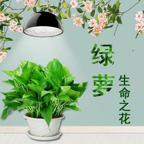 雾霾对植物的作用吗