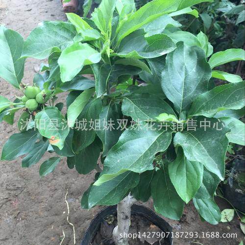 <b>青苹果植物的种类(植物青苹果叶子黄斑)</b>