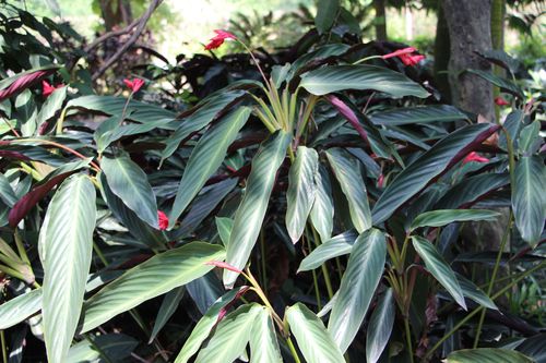 顶上开红花观叶植物(顶上开红花的植物)