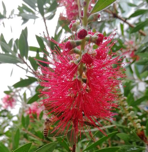 香料植物大全(香料植物大全名称图解)