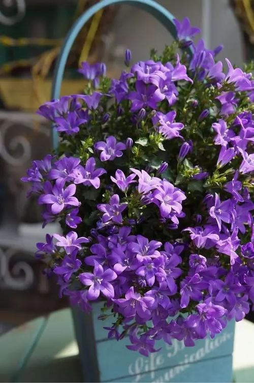 五彩风铃植物(植物风铃花怎么养)