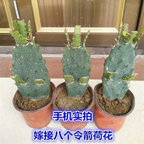 <b>仙人掌累植物繁殖方法(仙人掌类植物图片)</b>