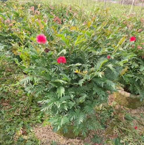 优良的木本观花植物红绒球