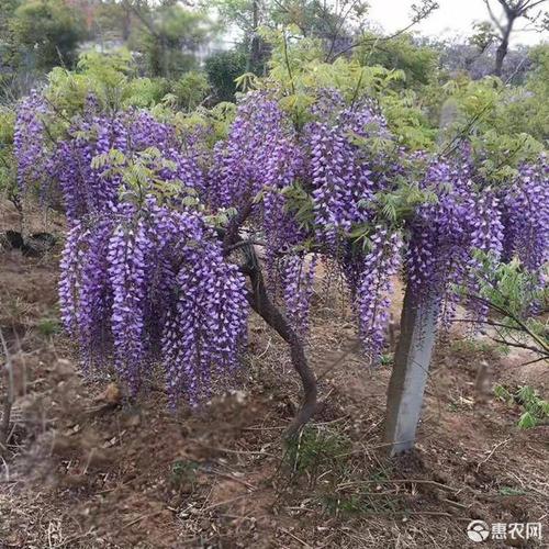 优质紫藤苗木批发采购