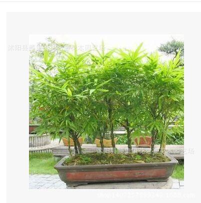 <b>像竹叶一样的植物盆景(叶子像竹叶的盆景植物</b>