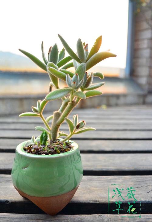 兔子耳朵植物怎么养(花像兔子耳朵的植物)