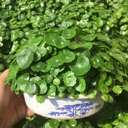 养殖植物名是(植物绿萝怎么养殖)