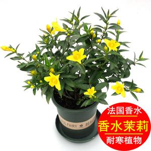 <b>冬季耐寒盆栽植物(冬季耐寒盆栽植物有哪些)</b>