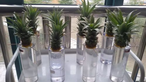 凤梨植物怎么养殖方法(凤梨植物室内养殖方法