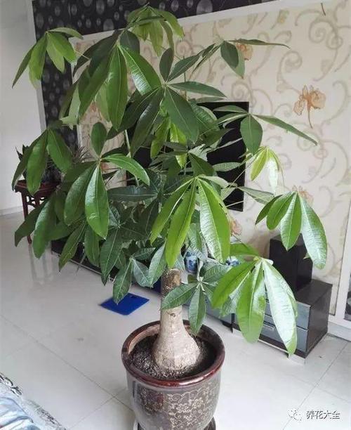 家里植物叶子变黄(植物叶子黄了还能变绿吗)